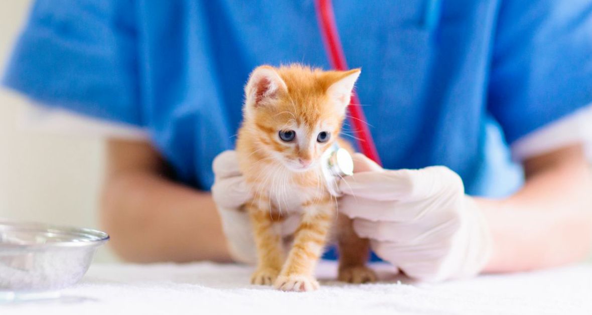 VETERINÁŘKA RADÍ: Co je potřeba, aby imunita šlapala?