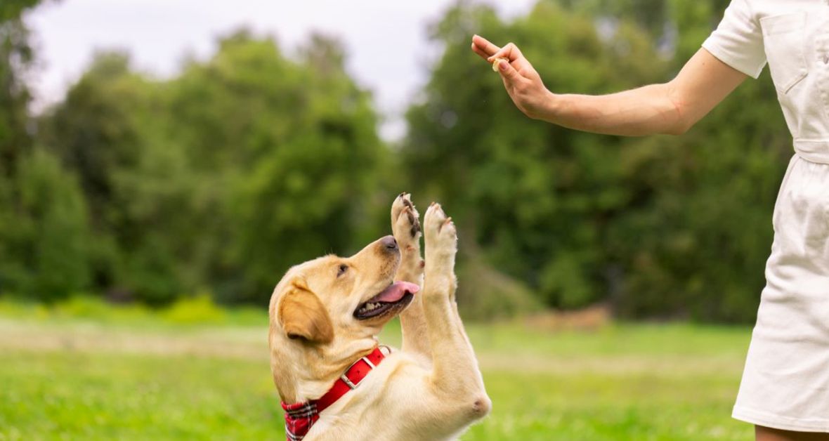 Co je Obedience? - 1. díl