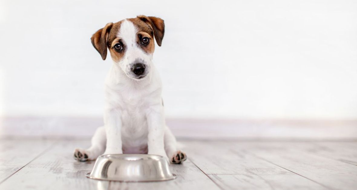 Veterinářka radí: Zdravě a bez obilovin