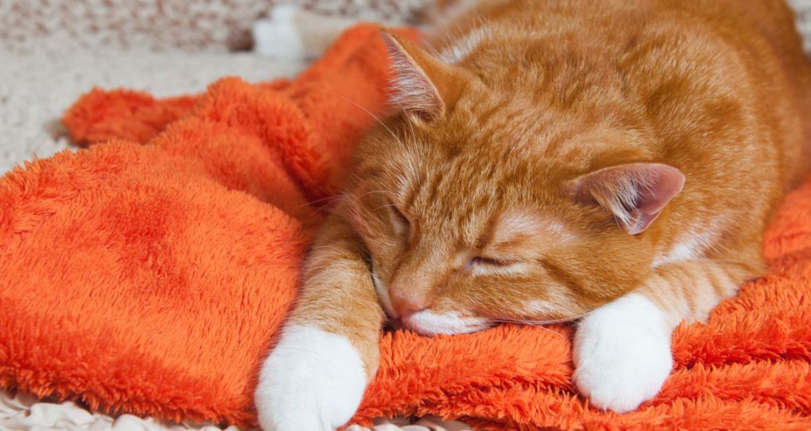 Poškození mozku, ochrnutí i operace uvnitř oka: I tyto případy se řeší na veterinárních klinikách Jaggy