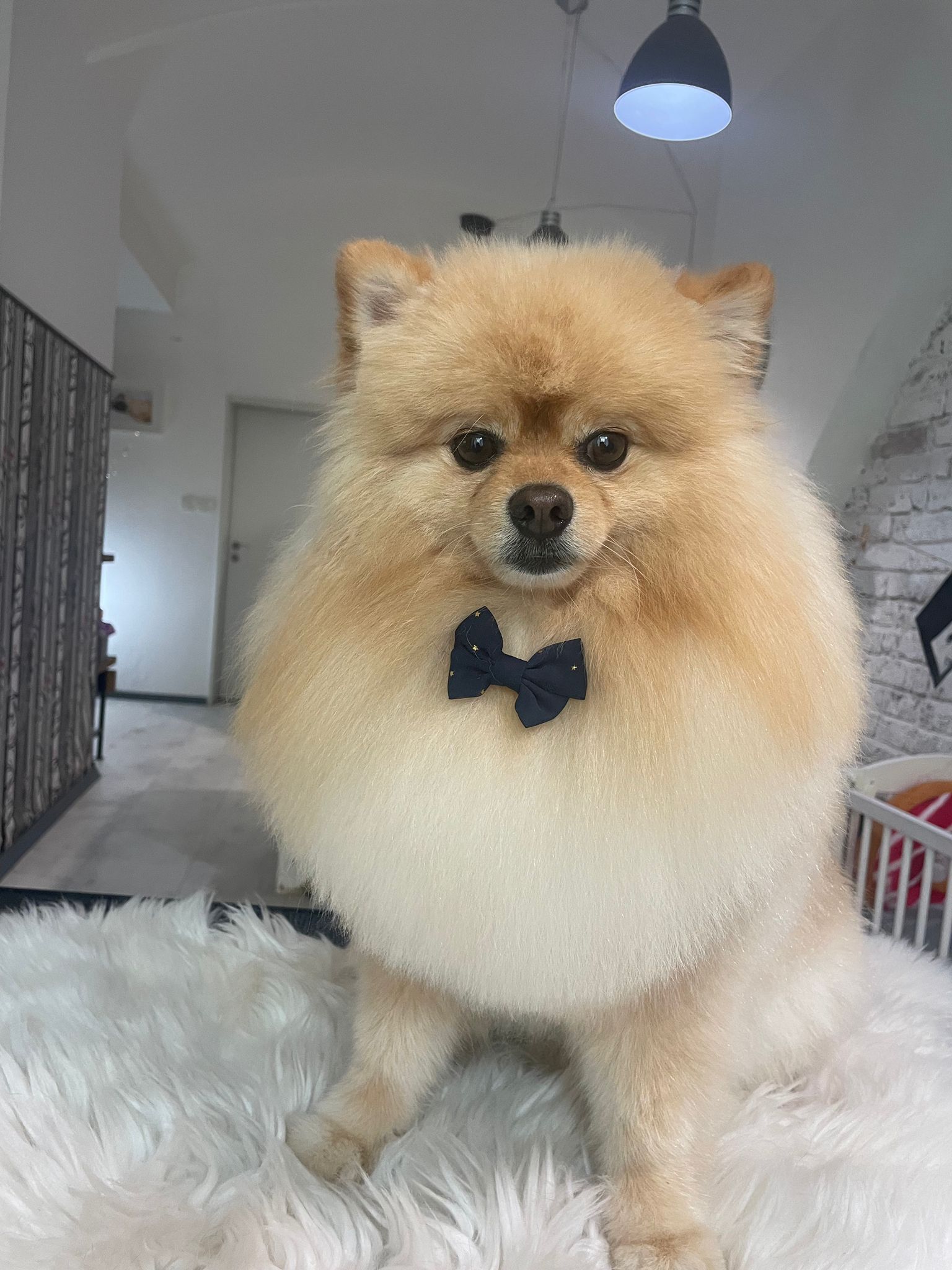 Pomeranian na posteli