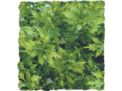 Australian Maple – Přírodní keřová rostlina