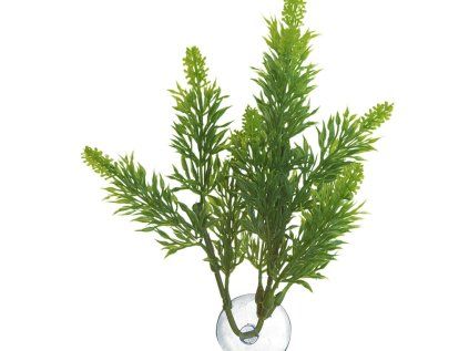 Malaysian Fern – Přírodní keřová rostlina L