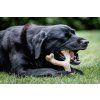 Nylabone hračka Gourmet Wishbone příchuť kuřecí L